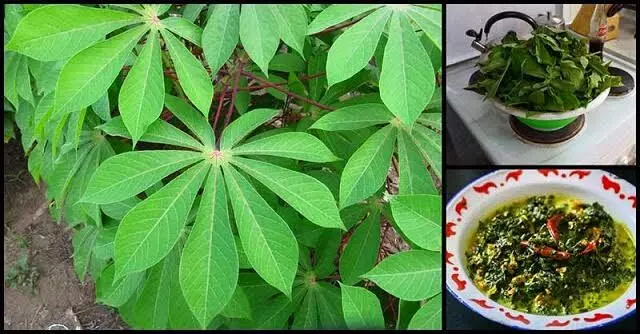 Explore potential, benefits of Cassava leaves – Expert