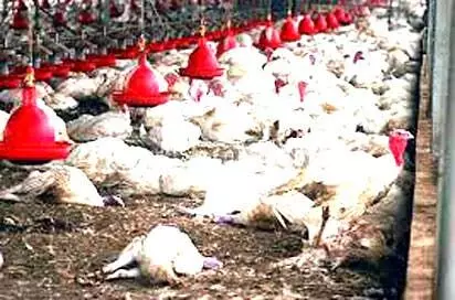 53,000 poultry birds lost to avian flu in Niger – Official