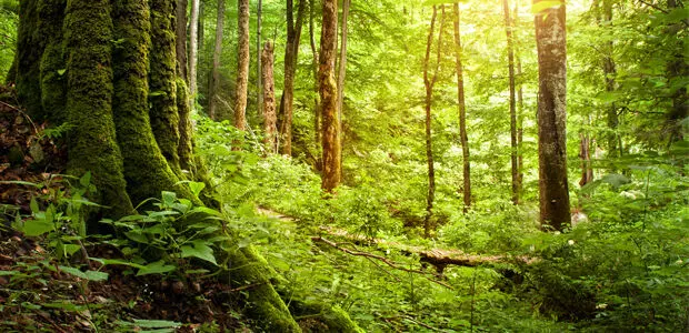 World Forest Day: Environmentalists say Nigeria’s forests, reduced to less than 25 %