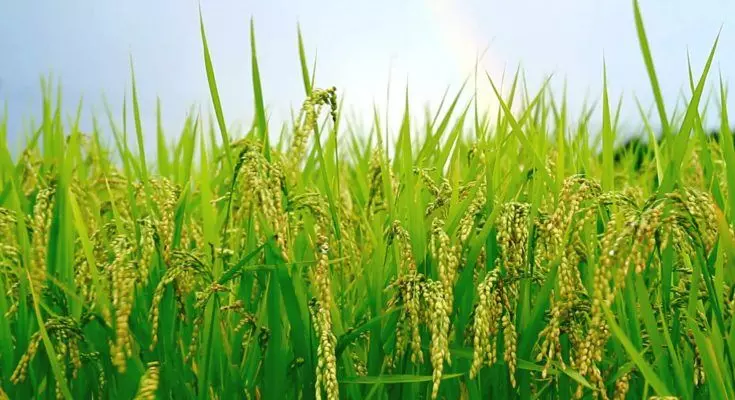 Rice farmers in Kebbi producing 4m tonnes annually