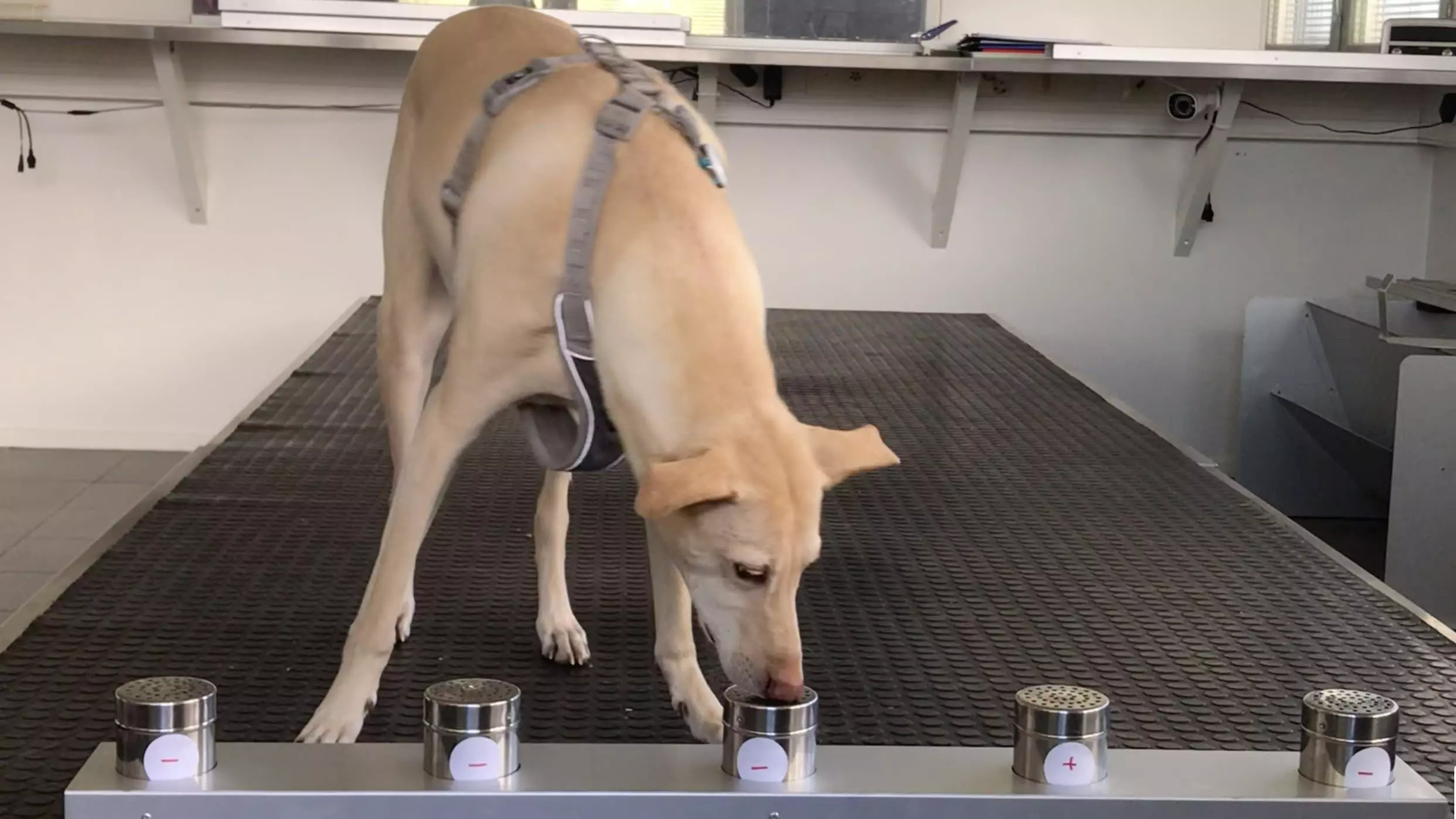 Switzerland Trains Sniffer Dogs for Detecting COVID-19