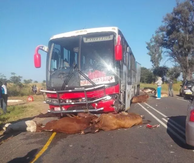 Bus Kills 12 heads of Cattle in Western Zambia