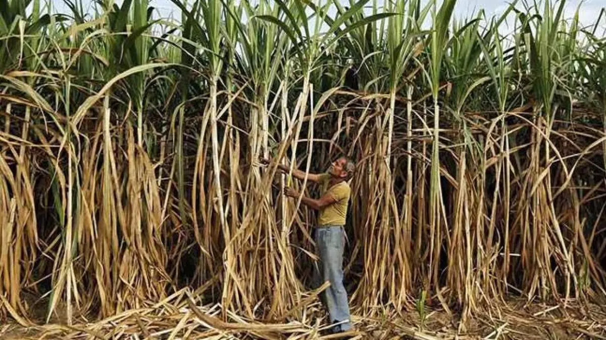 Sugarcane can Boost Sperm Count, Conception