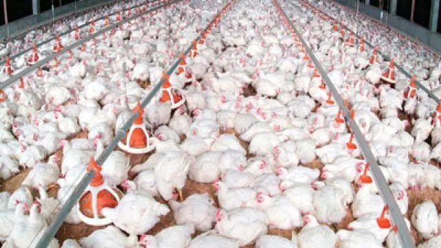 Bird Flu Outbreak: Over 10,000 Birds Destroyed in Jos