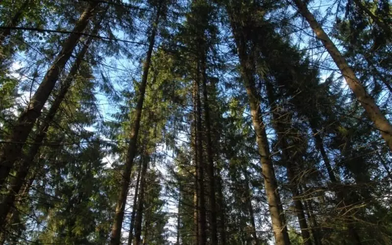 Mother Abandons Children in Russian Forest at minus 15 degrees