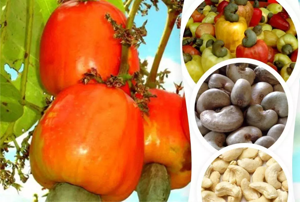FG, U.S. Sign MoU to Boost Cashew Production
