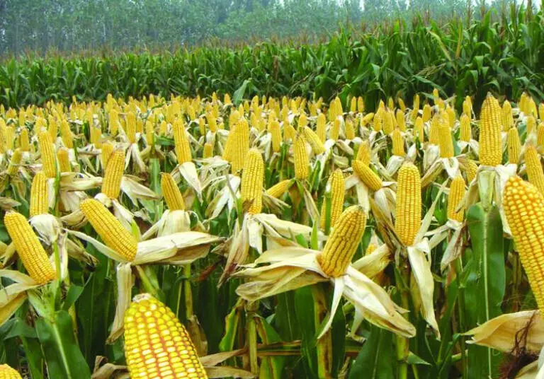 UNILORIN Researchers Develop New Maize Breed