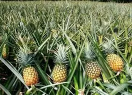 How Bromelain in Pineapple Mitigates Effects of COVID-19