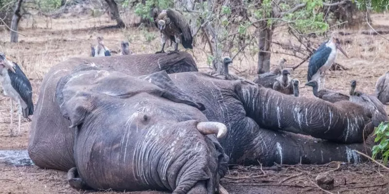 Botswana wildlife office investigates new mysterious elephant deaths