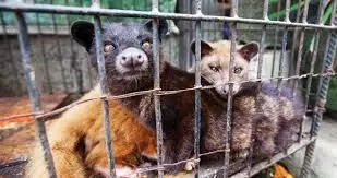 COVID-19: World Wildlife Fund warns against unregulated wild animal trade