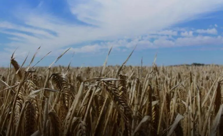 Australia ups ante in China trade row with appeal to WTO over Beijing barley tariffs Australia ups ante in China trade row with appeal to WTO over Beijing barley tariffs