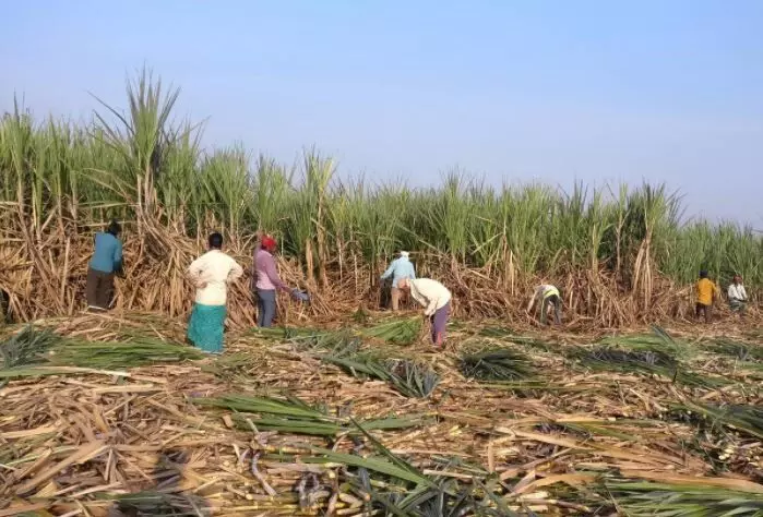 India’s sugar crop faces delays with COVID-19 raging throughout nation