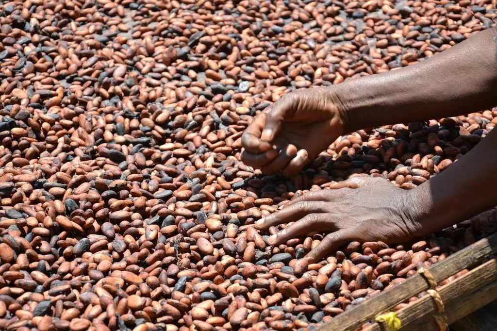 African cocoa trading centre opens in central China