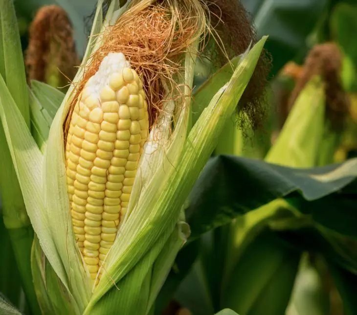 Maize farmers call for end to insecurity to enhance food production