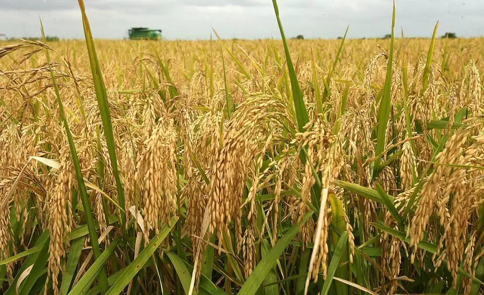 Expert urges more farmers to engage in rice farming Expert urges more farmers to engage in rice farming
