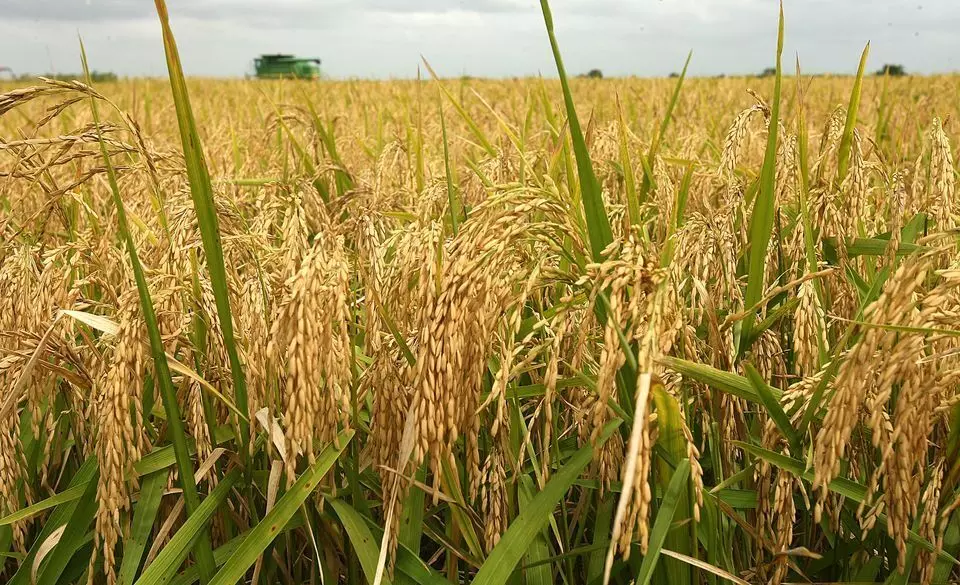Expert urges more farmers to engage in rice farming