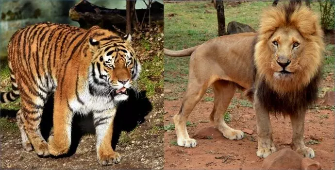 More tigers, lions test positive for coronavirus at New York zoo