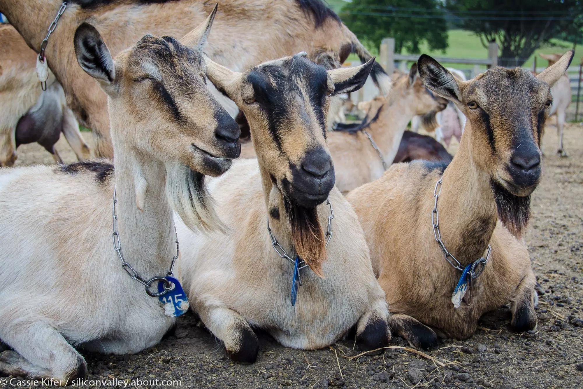 Police arraign 2 men for alleged possession of 6 goats