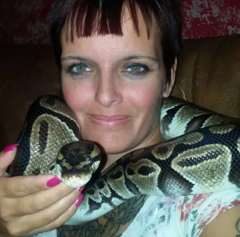 Viewers discretion: Gigantic 8-foot python vehemently kills Woman living with 140 live snakes