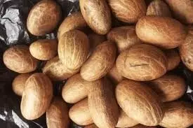 Prof. recommends regular intake of bitter kola to cure glaucoma