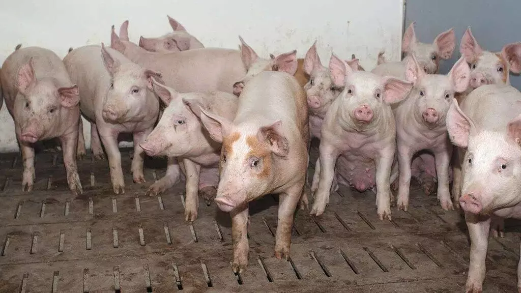 Why pig farming challenging, by farmer