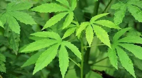 Kenaf production can save huge forex – agric expert Kenaf production can save huge forex – agric expert