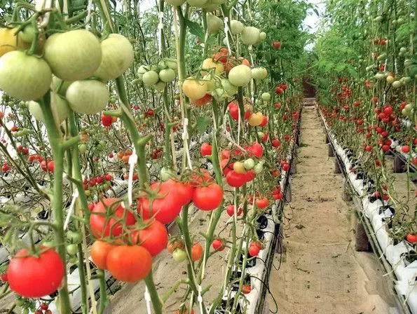 Hydroponic farming: Agriculturist says local farmers in Nigeria not yet ready