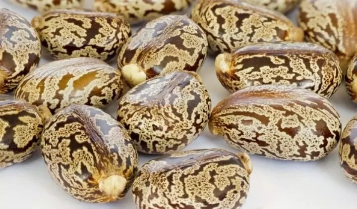 Castor farming will reduce unemployment by 50% – Expert