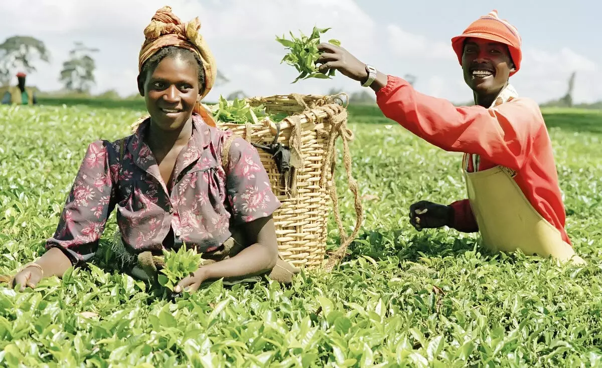 Agriculturists identify challenges of agribusiness in Nigeria Agriculturists identify challenges of agribusiness in Nigeria