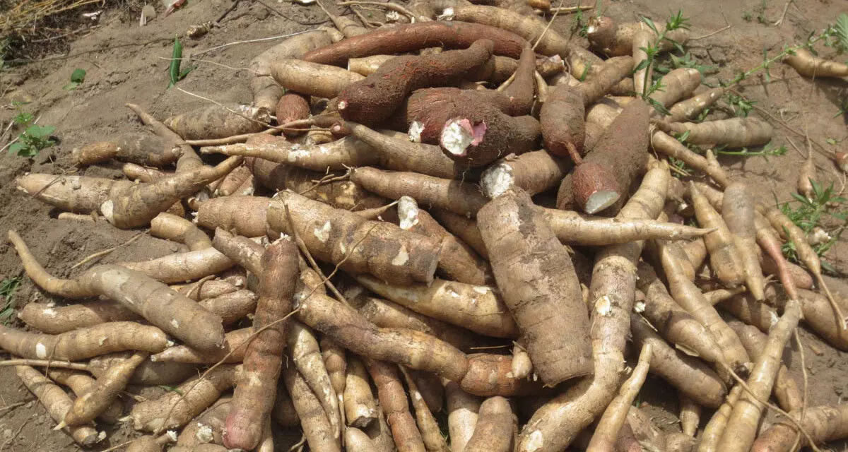 Early rain helps in harvesting of cassava tubers – AFAN Chairman Early rain helps in harvesting of cassava tubers – AFAN Chairman