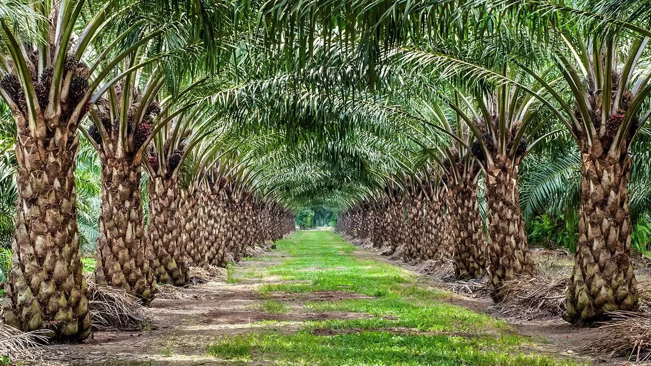 Enugu govt. to distribute 20,000 oil palm seedlings to farmers