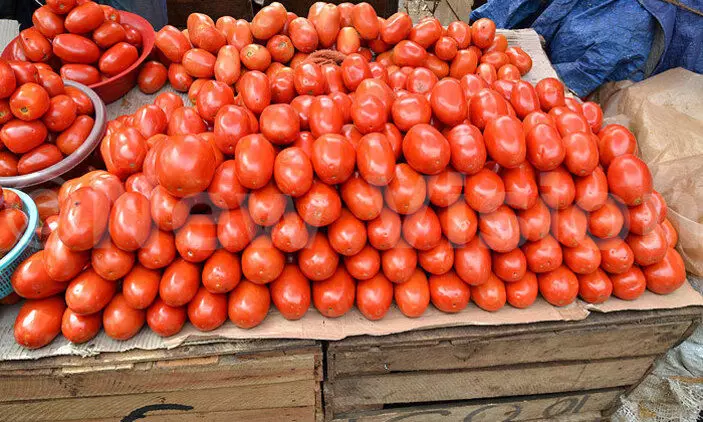 Tomato: Association says increased tomato production will attract foreign investments Tomato: Association says increased tomato production will attract foreign investments