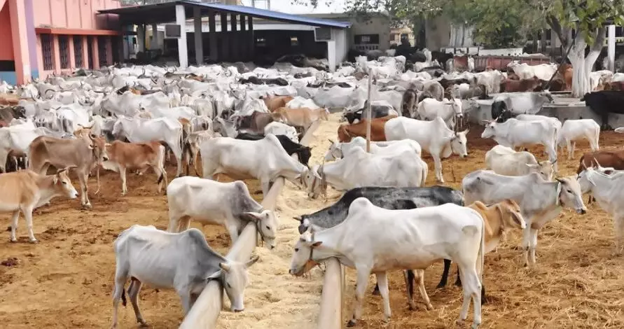 FAO holds forum on livestock, diary production in North East