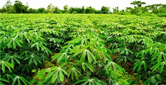 Cassava growers plan world summit on produce potentialities