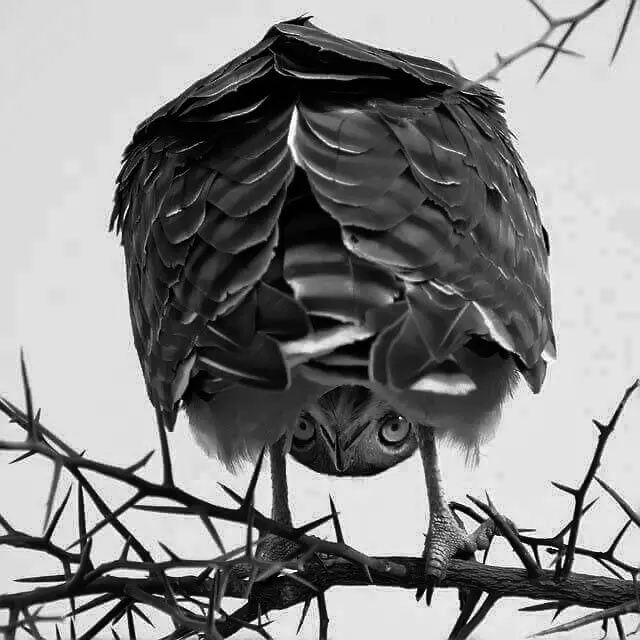 Poem: MAD (Mentally Advanced Defiant)