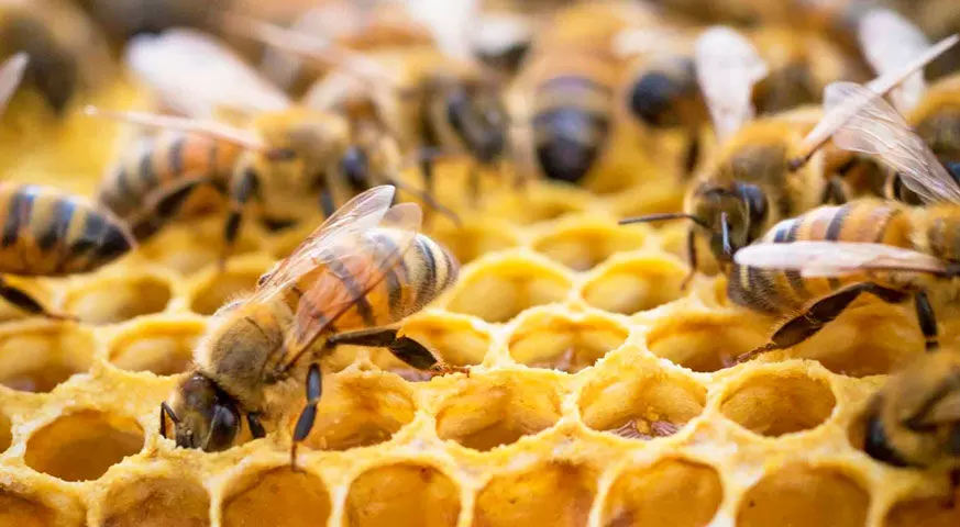 Expert says unregulate usage of agro-chemicals harmful to honey production