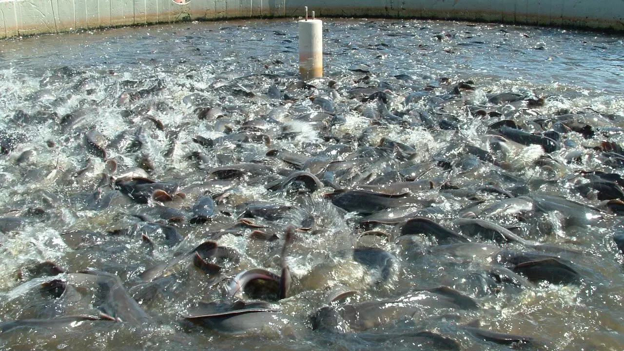 CAFAN urges FG to resolve ban of Nigeria’s fish products by U.S