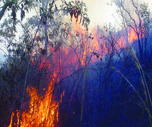 Environmentalist warns against bush burning during harmattan