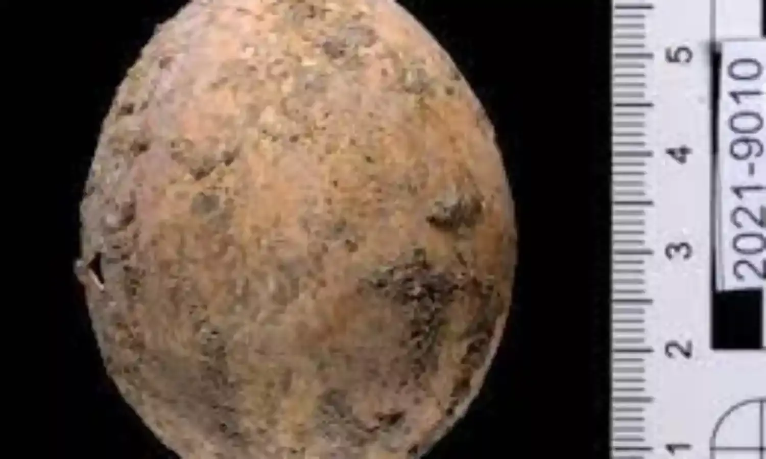 Archaeologists Find Chicken Egg From Almost 1,000 Years Ago