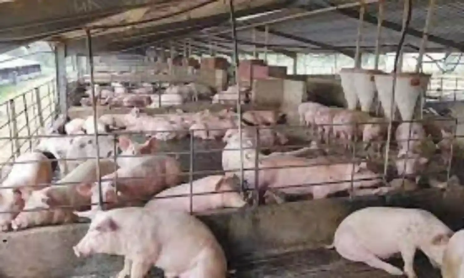 Pig Farmers Seek Grants to Revive Value Chain