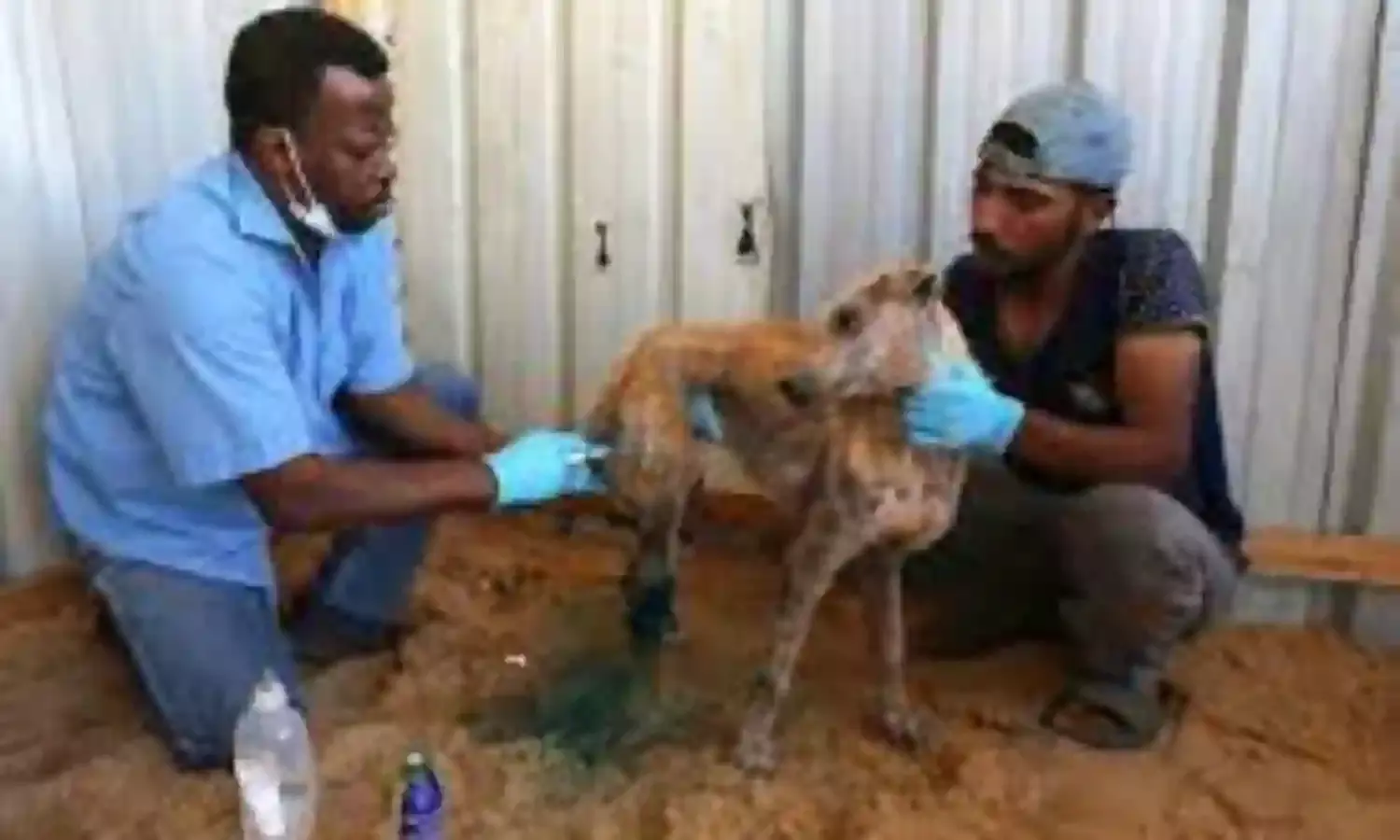 Palestinians Treat Wounded Animals After Gaza Truce