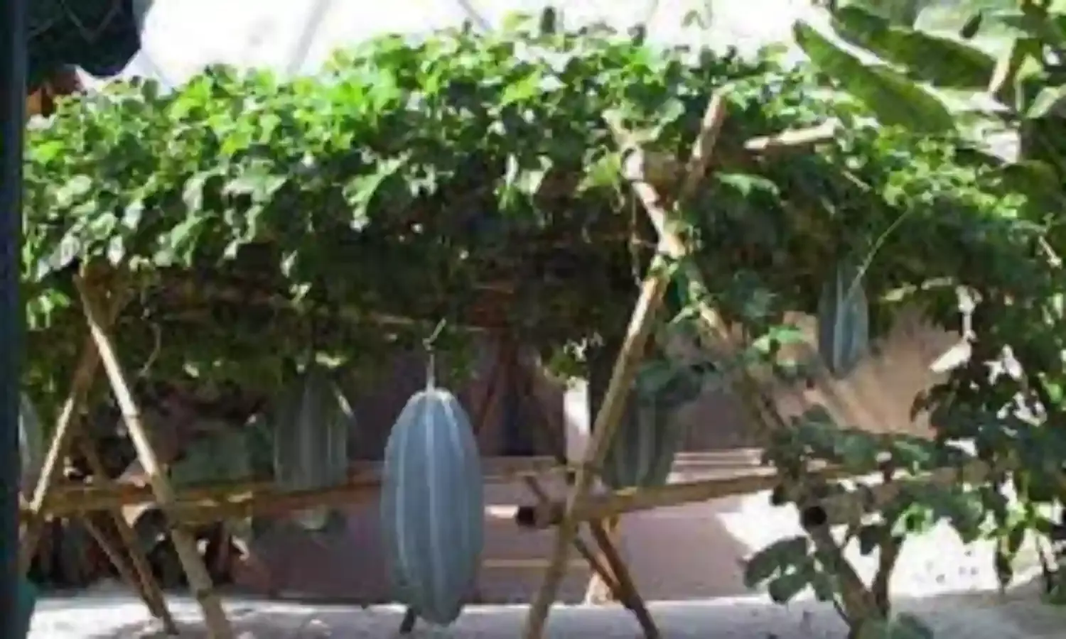 Agronomist Calls for Govt. Intervention to Promote Cultivation of Ugu