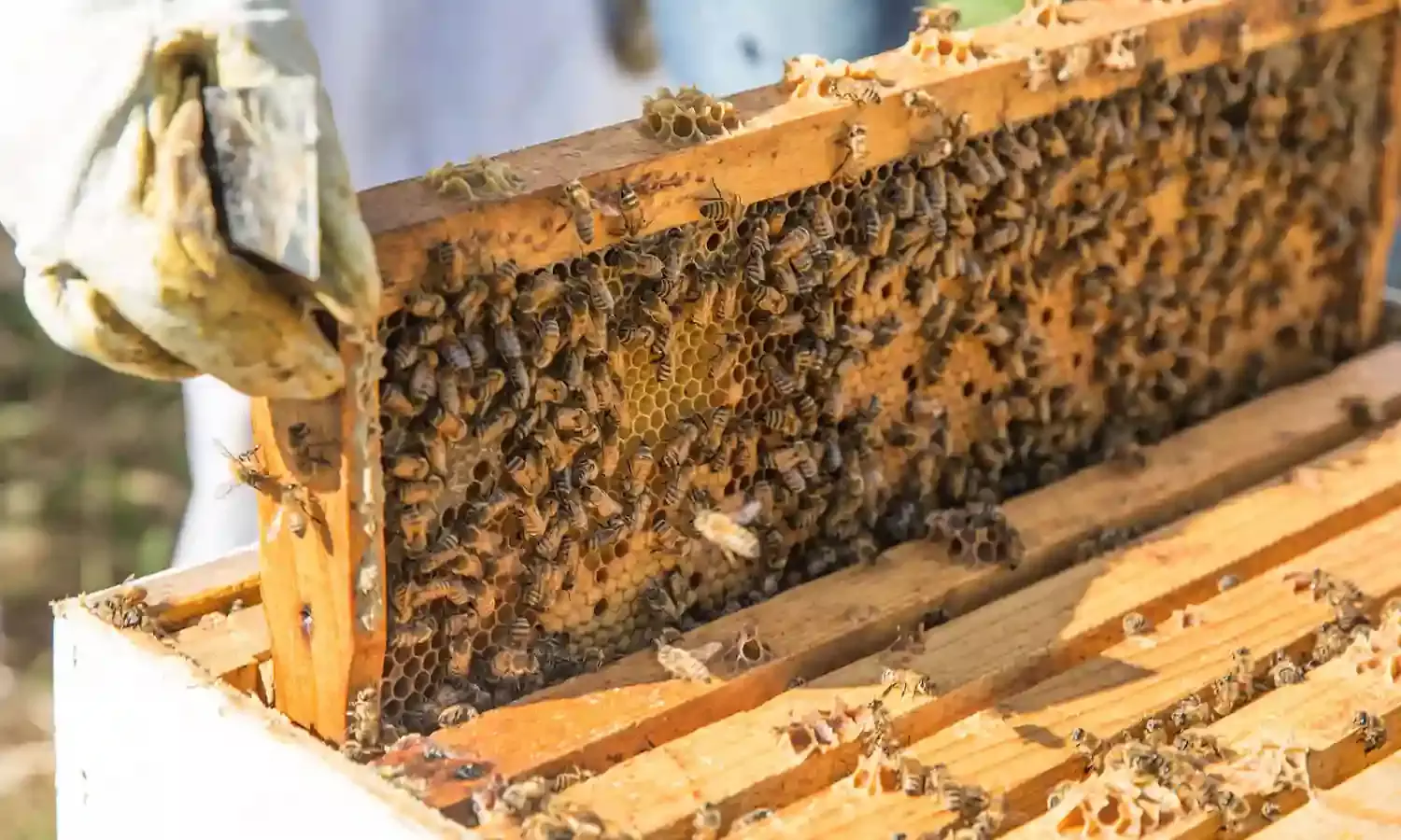 Women farmers urge FG, CBN to hasten implementation of ABP for bee keepers