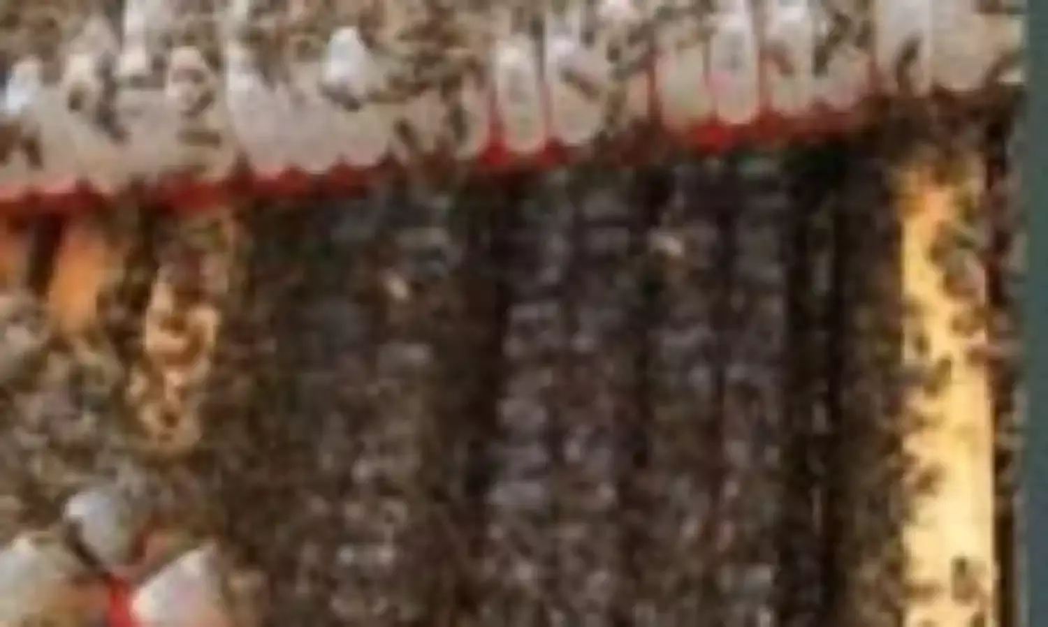 Research Centre Urges Investment in Beekeeping