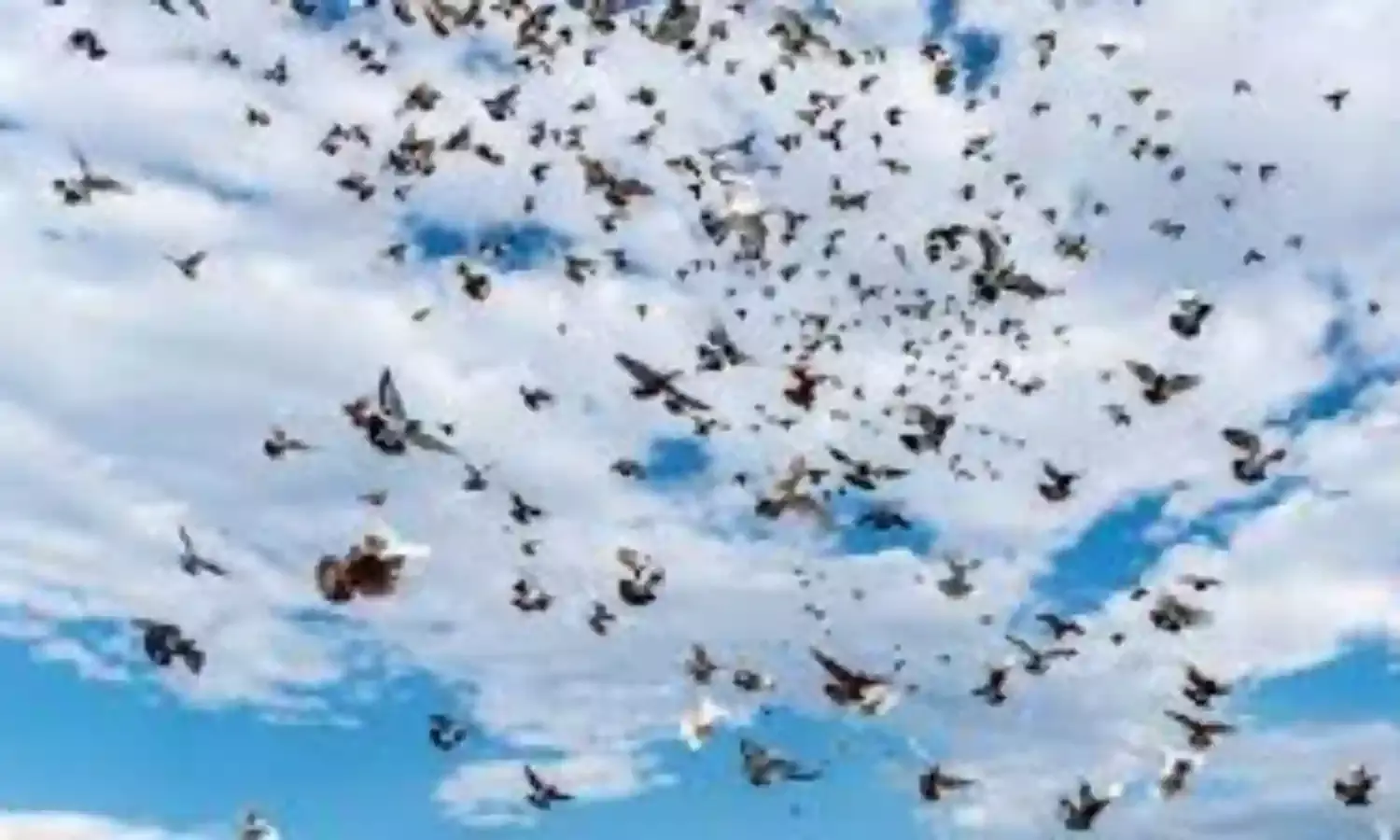 There are 50bn birds on Earth, say Australian Researchers