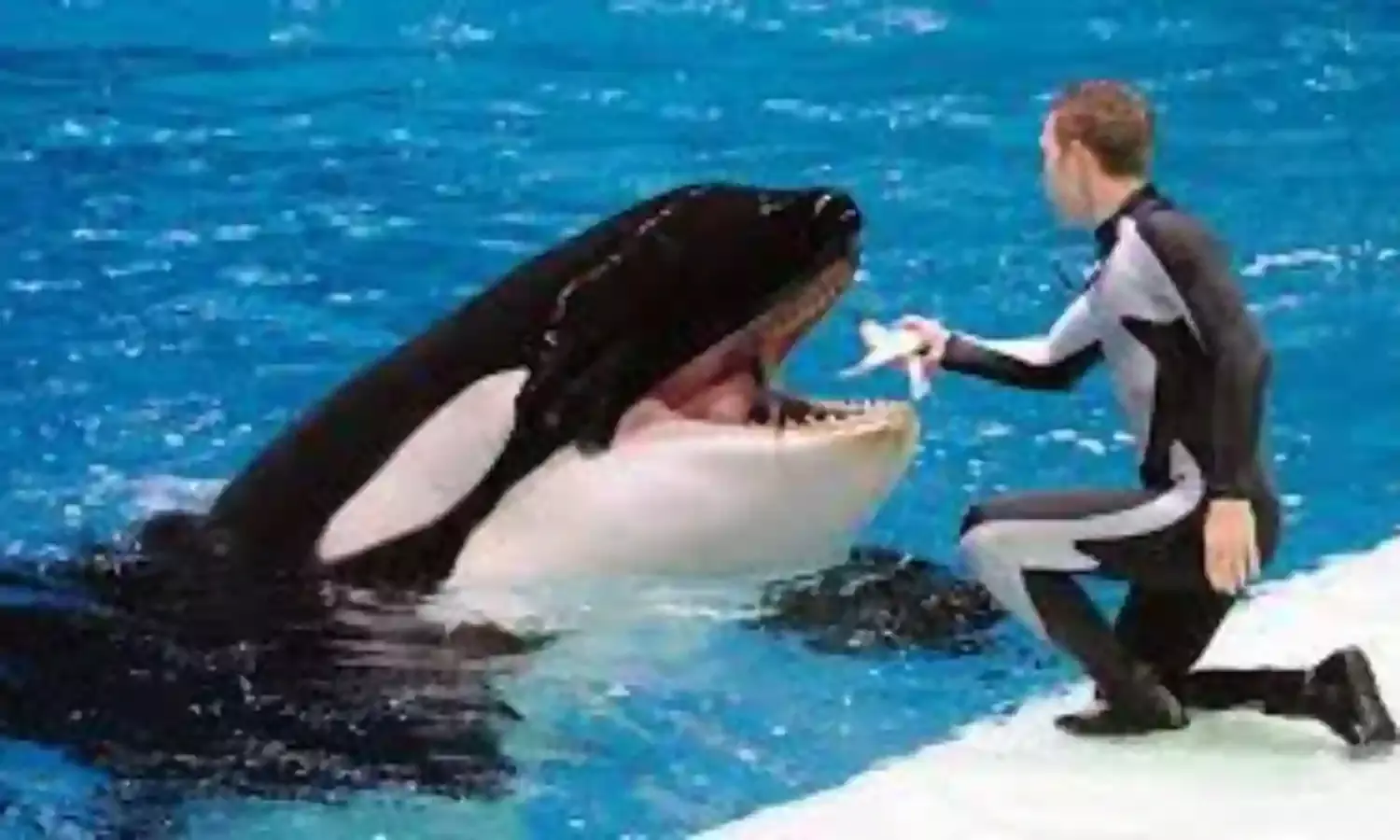 Russia wants to ban commercial catch of whales and dolphins