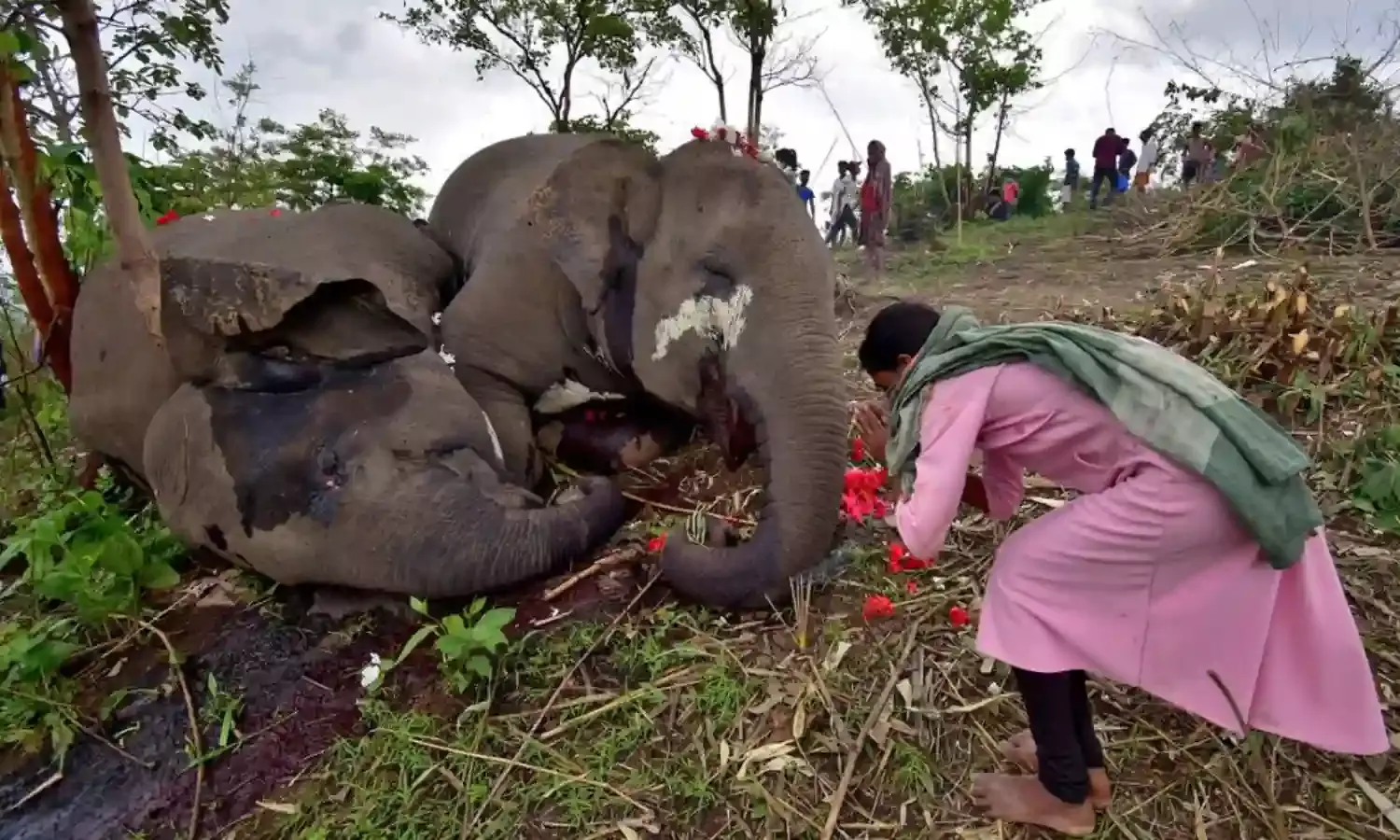 Lightning kills 18 elephants in India’s Assam