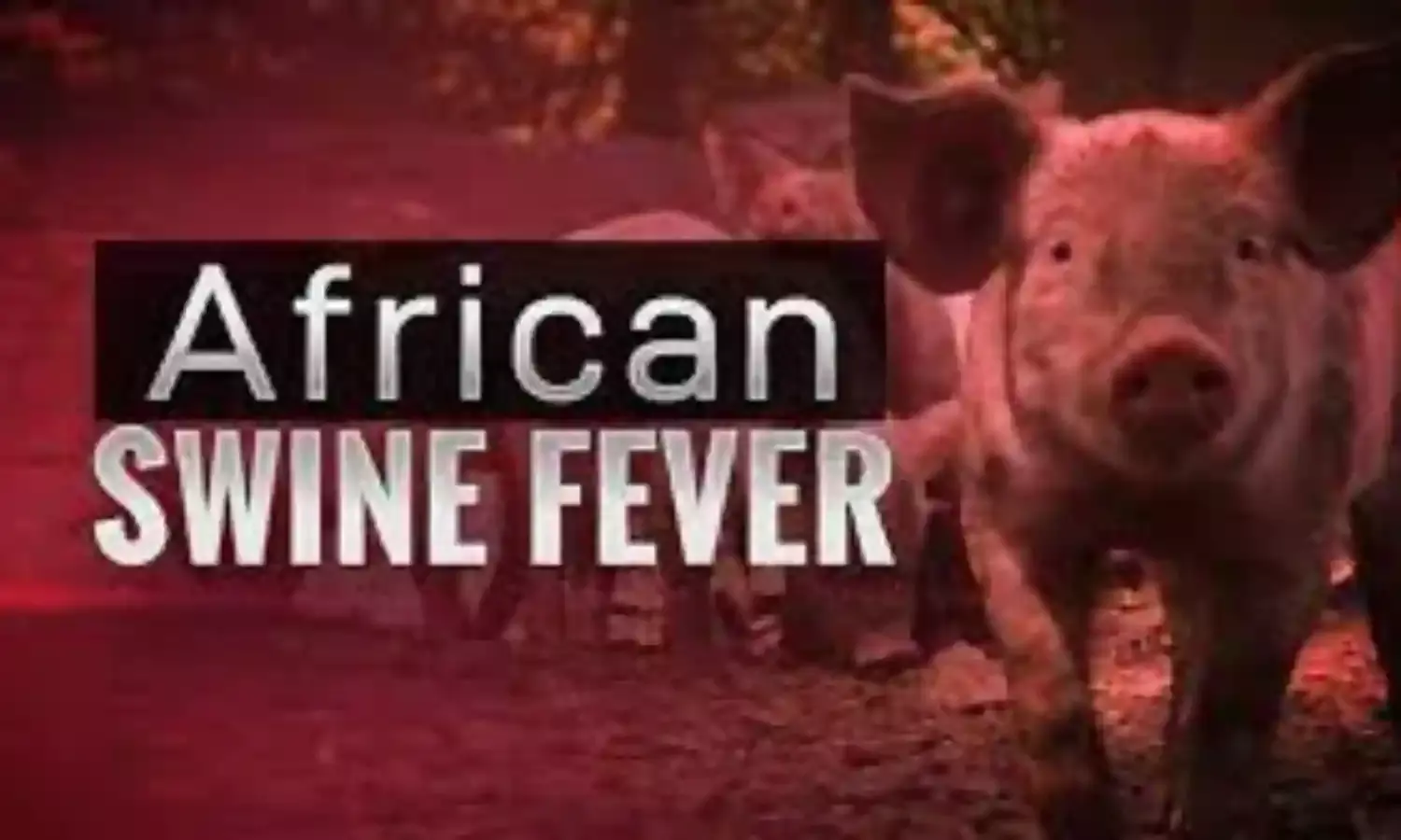 Philippines Declares State of Calamity Over African Swine Fever
