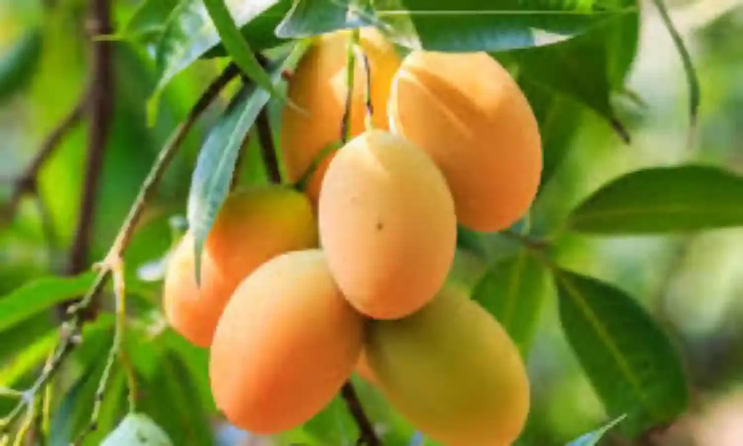 Association Woos Nigerians on Mango Production