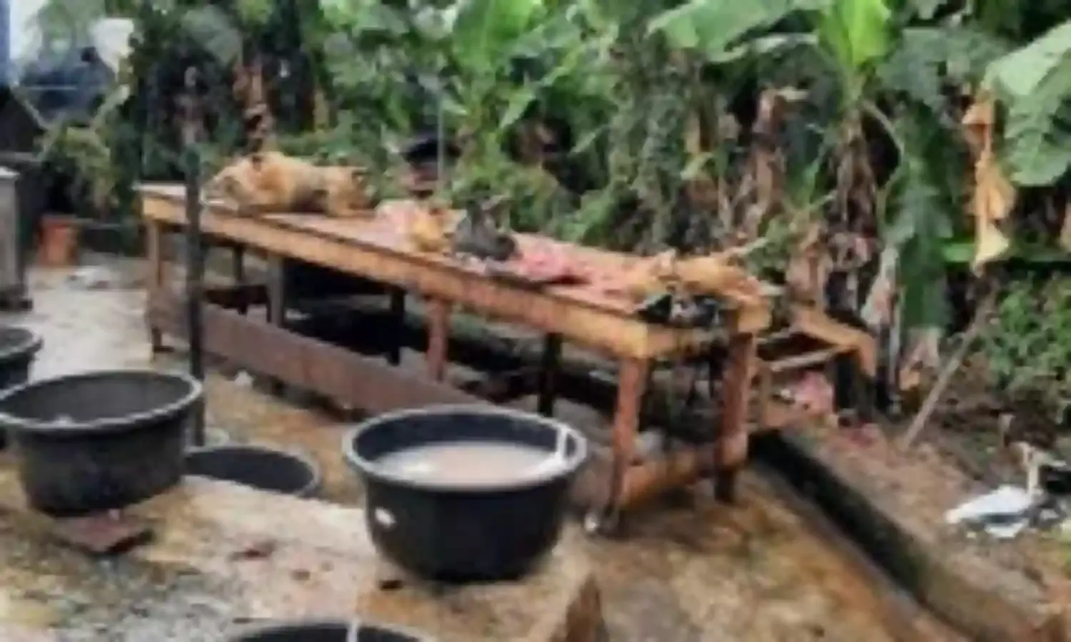 Lagos Govt. Dislodges 2 Illegal Slaughter Slabs, Arrests 3 Butchers